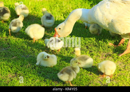 Giovani goslings con oca Foto Stock