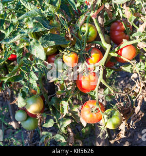 Bush pomodori sul paletto di legno in giardino Foto Stock