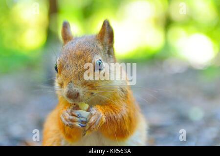 Lo scoiattolo mangiare un dado di close-up Foto Stock