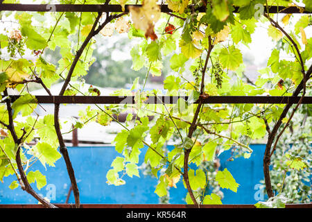 Vitigno di uve sul cortile della casa di paese Foto Stock
