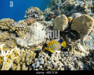 Coralli e pesci nel mare rosso. Egitto Foto Stock