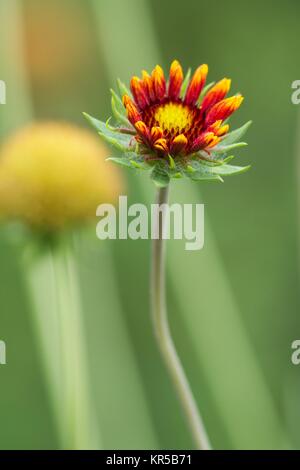 Fiori di cockade / fiori coperta Foto Stock