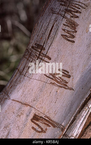 La tignola larva percorsi su gomma di corteccia di albero Foto Stock