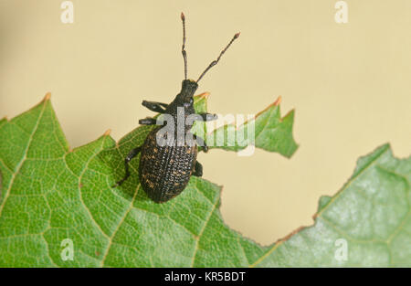 Vitigno nero curculione (Otiorhynchus sulcatus) Foto Stock