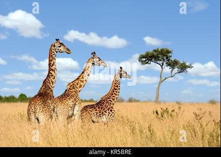 Gruppo giraffe nel parco nazionale del Kenya, Africa Foto Stock