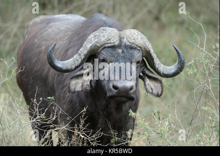 Wild African buffalo bull. Africa Kenya Foto Stock