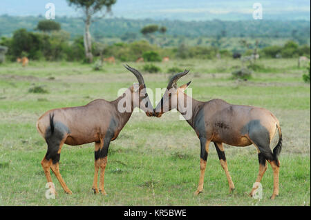 Topi Antilope (Damaliscus lunatus) in Kenya il Masai Mara riserva Foto Stock