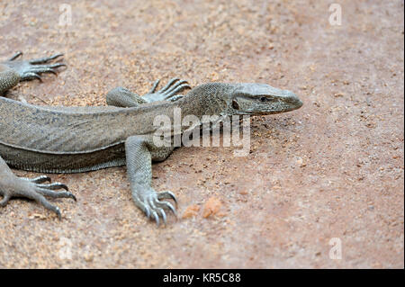 Grande monitor lizard in Sri Lanka Foto Stock