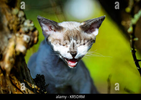 Razza gatto Devon Rex, felis catus, Rassekatze Devon Rex Foto Stock