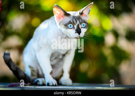 Razza gatto Devon Rex, felis catus, Rassekatze Devon Rex Foto Stock