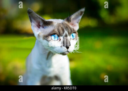 Razza gatto Devon Rex, felis catus, Rassekatze Devon Rex Foto Stock