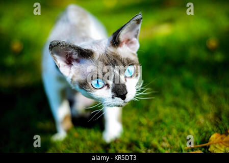 Razza gatto Devon Rex, felis catus, Rassekatze Devon Rex Foto Stock