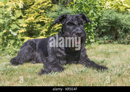 Ritratto del gigante Schnauzer nero Foto Stock