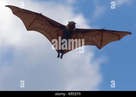 Spectacled flying fox Foto Stock