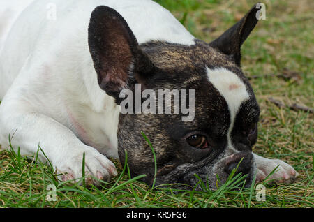 Cane, bulldog francese Foto Stock