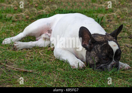 Cane, bulldog francese Foto Stock