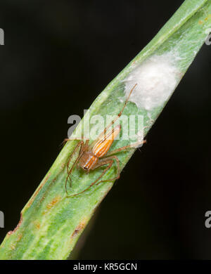 Lynx Spider (Oxyopes macilentus) custodisce le sue uova sac, Mt Carbine, altopiano di Atherton, estremo Nord Queensland, FNQ, QLD, Australia Foto Stock