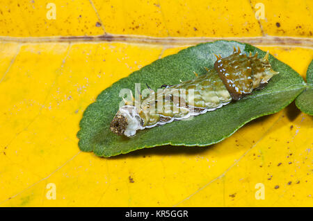 Orchard a coda di rondine Caterpillar a farfalla (Papilio aegeus), Cooktown, estremo Nord Queensland, FNQ, QLD, Australia Foto Stock