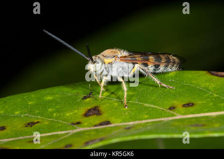 Fiore peloso Wasp (Radumeris radula), Cooktown, estremo Nord Queensland, FNQ, QLD, Australia Foto Stock