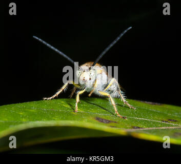 Fiore peloso Wasp (Radumeris radula), Cooktown, estremo Nord Queensland, FNQ, QLD, Australia Foto Stock