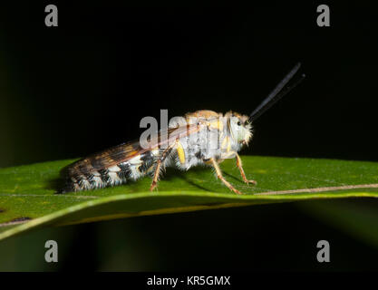 Fiore peloso Wasp (Radumeris radula), Cooktown, estremo Nord Queensland, FNQ, QLD, Australia Foto Stock