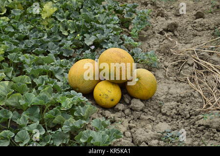 Meloni, colto dal giardino, laici insieme sul terreno Foto Stock