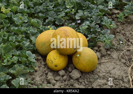 Meloni, colto dal giardino, laici insieme sul terreno Foto Stock