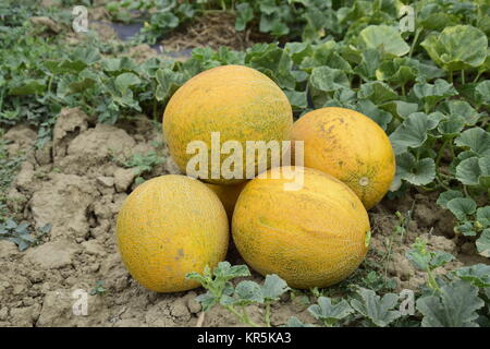 Meloni, colto dal giardino, laici insieme sul terreno Foto Stock