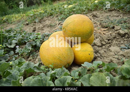 Meloni, colto dal giardino, laici insieme sul terreno Foto Stock