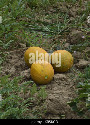 Meloni, colto dal giardino, laici insieme sul terreno Foto Stock