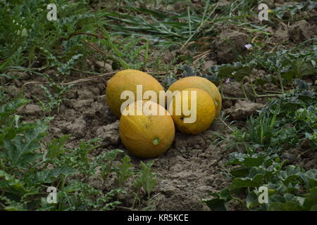 Meloni, colto dal giardino, laici insieme sul terreno Foto Stock