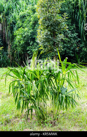 Green piccolo giovane Palm tree Foto Stock