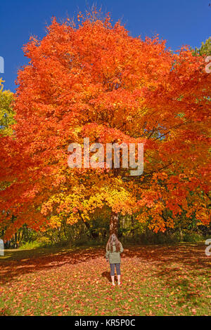 Guardando uno zucchero acero in autunno colori Foto Stock