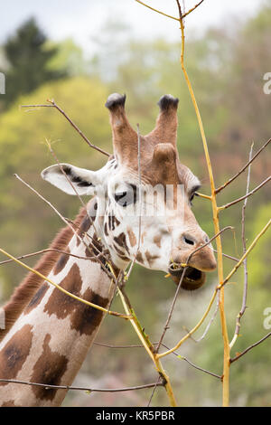 Giovani carino giraffe al pascolo Foto Stock