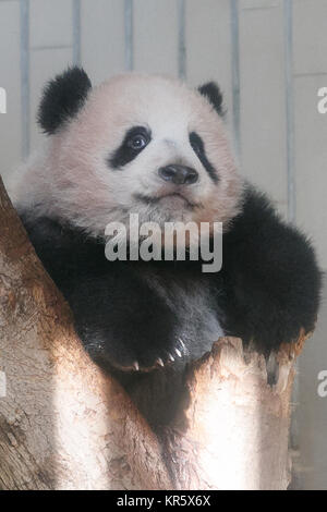 Nuova panda gigante cub Xiang Xiang rende pubblico il debutto a Tokyo lo Zoo di Ueno su dicembre 18, 2017, Tokyo, Giappone. Il Governatore di Tokyo Yuriko Koike ha partecipato ad una cerimonia di presentazione per lo Zoo di Ueno la nuova panda femmina cub Xiang Xiang che è nato il 12 giugno 2017. Xiang Xiang, il che significa ''fragranza o popolare" in cinese, è la quinta cub per essere nato nel giardino zoologico e sarà mostrata al pubblico a partire dicembre 19. Credito: Rodrigo Reyes Marin/AFLO/Alamy Live News Foto Stock