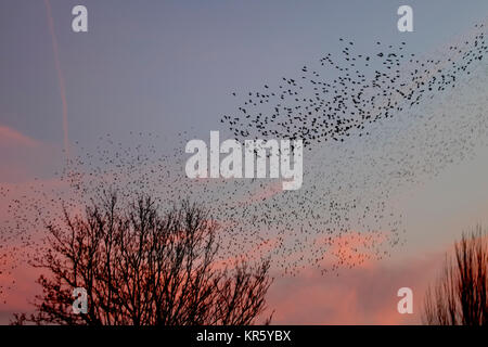 Burscough, Lancashire. Regno Unito Meteo. Xviii Dicembre, 2017. Migliaia di starling in cerca di un posatoio comunale sciame nel canneto a Martin Mere, come essi sono tormentati e pursed da parte di un residente falco pellegrino. Le forme volute e formano parte di una tecnica evasiva per sopravvivere e per confondere e impressiona il rapace. Più grande è la simulazione di greggi, più è difficile per i predatori individuare e prendere un singolo uccello. Per gli storni possono volare rapidamente in coordinato e ipnotizzante formazioni come una azione di gruppo per sopravvivere all'attacco. Credito: MediaWorldImages/AlamyLiveNews. Foto Stock