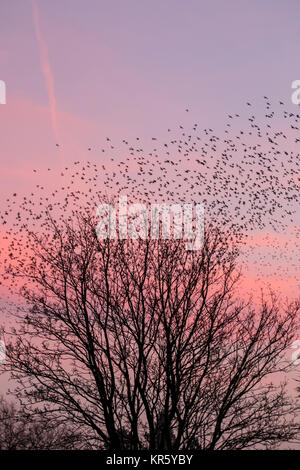 Burscough, Lancashire. Regno Unito Meteo. Xviii Dicembre, 2017. Migliaia di starling in cerca di un posatoio comunale in canneti a Martin Mere, sono tormentati e pursed da parte di un residente falco pellegrino. Le forme volute e formano parte di una tecnica evasiva per sopravvivere e per confondere e impressiona il rapace. Più grande è la simulazione di greggi, più è difficile per i predatori individuare e prendere un singolo uccello. Per gli storni possono volare rapidamente in coordinato e ipnotizzante formazioni come una azione di gruppo per sopravvivere all'attacco. Credito: MediaWorldImages/AlamyLiveNews. Foto Stock