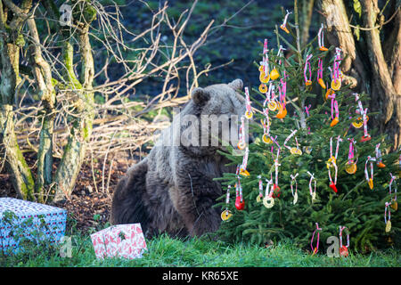 Whipsnade, UK. Xix Dec, 2017. I tre giovani comunità orso bruno sorelle, denominato Snövit, Askungen e Törnrosa, che è appena arrivato da Kolmarden Zoo in Svezia, scoprire festosa sorprese durante l'annuale di Natale a photocall ZSL Whipsnade Zoo. Natale sorprese incluso il pesce nascosto all'interno splendidamente avvolto doni e albero di Natale baubles fatta di peperoni colorati, gli anelli di ananas e fette di arancia. Credito: Mark Kerrison/Alamy Live News Foto Stock