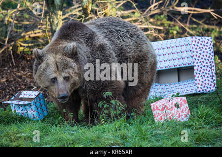 Whipsnade, UK. Xix Dec, 2017. I tre giovani comunità orso bruno sorelle, denominato Snövit, Askungen e Törnrosa, che è appena arrivato da Kolmarden Zoo in Svezia, scoprire festosa sorprese durante l'annuale di Natale a photocall ZSL Whipsnade Zoo. Natale sorprese incluso il pesce nascosto all'interno splendidamente avvolto doni e albero di Natale baubles fatta di peperoni colorati, gli anelli di ananas e fette di arancia. Credito: Mark Kerrison/Alamy Live News Foto Stock