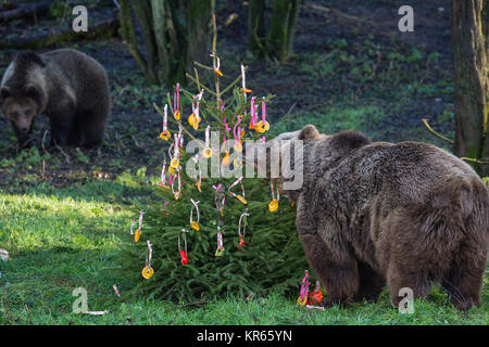 Whipsnade, UK. Xix Dec, 2017. 24-anno-vecchio europeo femmina di orso bruno Wellington scopre festosa sorprese in forma di albero di Natale baubles fatta di peperoni colorati, gli anelli di ananas e fette di arancia durante l'annuale di Natale a photocall ZSL Whipsnade Zoo. Credito: Mark Kerrison/Alamy Live News Foto Stock