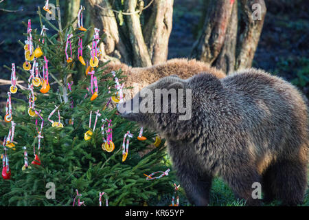 Whipsnade, UK. Xix Dec, 2017. 24-anno-vecchio europeo femmina di orso bruno Wellington scopre festosa sorprese in forma di albero di Natale baubles fatta di peperoni colorati, gli anelli di ananas e fette di arancia durante l'annuale di Natale a photocall ZSL Whipsnade Zoo. Credito: Mark Kerrison/Alamy Live News Foto Stock