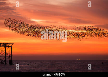 Brighton, East Sussex. 19 dicembre 2017. Regno Unito meteo. Rosso brillante del cielo al tramonto alla fine della giornata in cui un gregge di migliaia di storni mettere su un display murmuration sopra Brighton il Molo Ovest. Credito: Francesca Moore/Alamy Live News Foto Stock