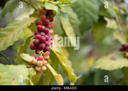 Caffè arabica in berry farm. chicco di caffè pronto per il raccolto. Foto Stock