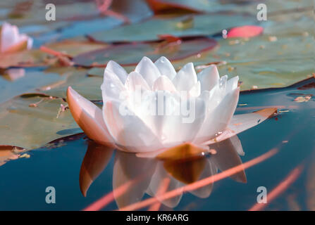 White ninfee in uno stagno Foto Stock