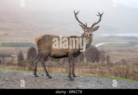 Rosso selvaggio Stag nelle Highlands scozzesi Foto Stock