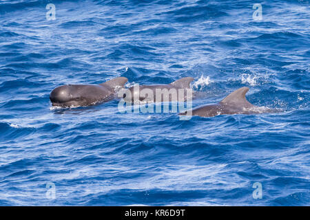 A breve alettato di Balene Pilota (Globicephala macrorhynchus) la famiglia che si verificano nel grande baccello appendere intorno alla barca Foto Stock