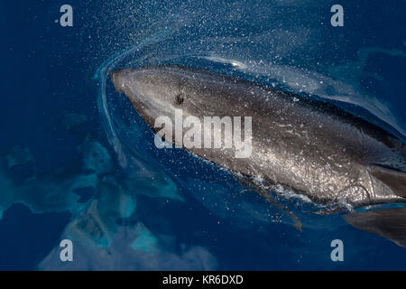 Melone con testa di balena o Melone capo-Dolphin (Peponocephala electra) prossimo alla barca in un grande baccello, miscelata con Fraser, & delfino macchiato Foto Stock