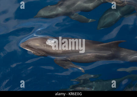 Melone con testa di balena o Melone capo-Dolphin (Peponocephala electra) prossimo alla barca in un grande baccello, miscelata con Fraser, & delfino macchiato Foto Stock