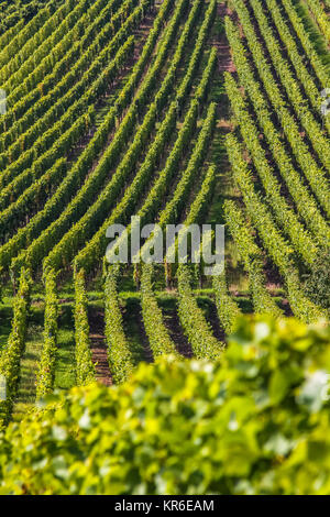 I pittoreschi vigneti in Alsazia in Francia Foto Stock