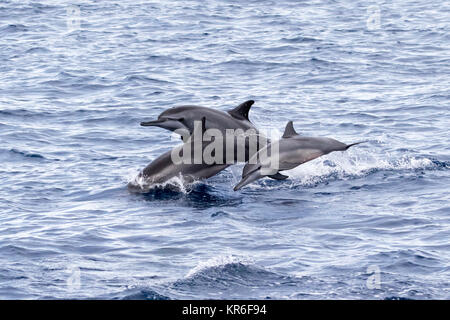 Spinner (Delfino Stenella longirostris) che saltava e arrivando alla barca per il divertimento Foto Stock